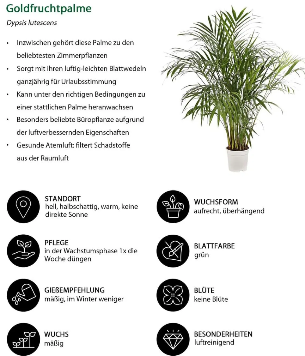 Dehner Goldfruchtpalme - Dypsis lutescens Grün