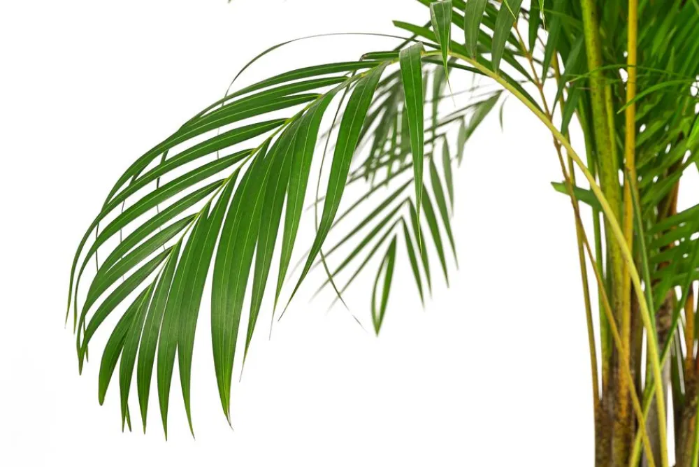 Dehner Goldfruchtpalme - Dypsis lutescens, Hydrokultur Grün Sale