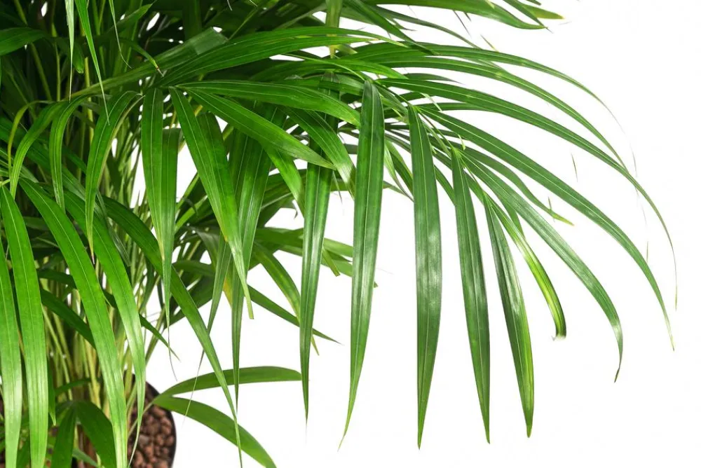 Dehner Hydropflanzen|Zimmerpalmen - Goldfruchtpalme - Dypsis lutescens, Hydrokultur Grün