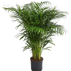 Dehner Hydropflanzen|Zimmerpalmen - Goldfruchtpalme - Dypsis lutescens, Hydrokultur Grün