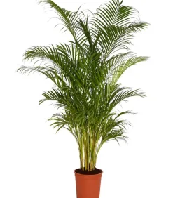 Dehner Zimmerpalmen|Grünpflanzen > Goldfruchtpalme - Dypsis lutescens