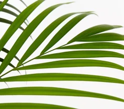 Dehner Zimmerpalmen|Grünpflanzen > Goldfruchtpalme - Dypsis lutescens