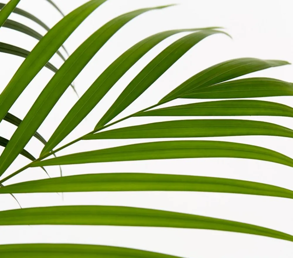 Dehner Zimmerpalmen|Grünpflanzen > Goldfruchtpalme - Dypsis lutescens