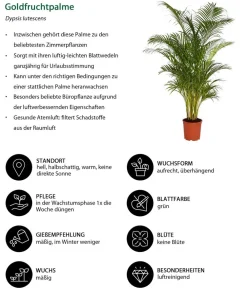 Dehner Zimmerpalmen|Grünpflanzen > Goldfruchtpalme - Dypsis lutescens