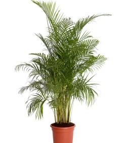Dehner Zimmerpalmen|Grünpflanzen > Goldfruchtpalme - Dypsis lutescens