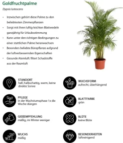 Dehner Zimmerpalmen|Grünpflanzen > Goldfruchtpalme - Dypsis lutescens
