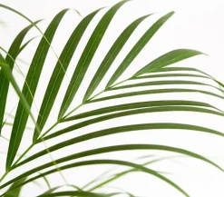 Dehner Zimmerpalmen|Grünpflanzen > Goldfruchtpalme - Dypsis lutescens