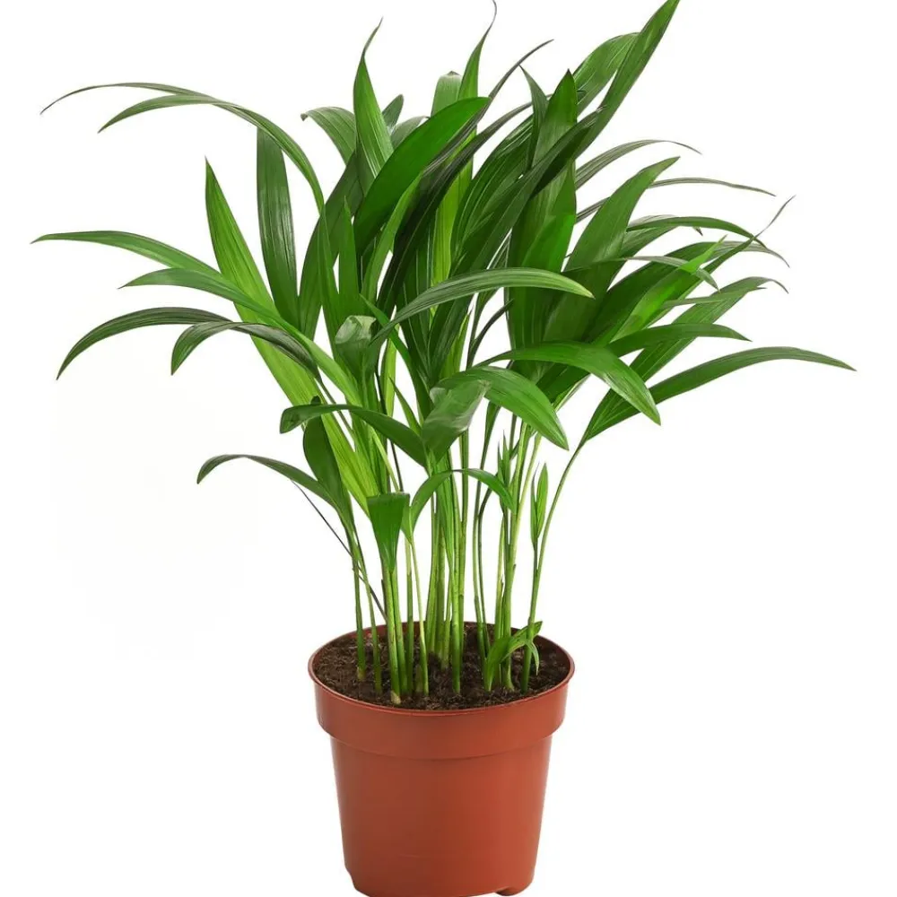 Dehner Goldfruchtpalme - Dypsis lutescens Grün Clearance
