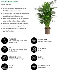 Dehner Goldfruchtpalme - Dypsis lutescens Grün