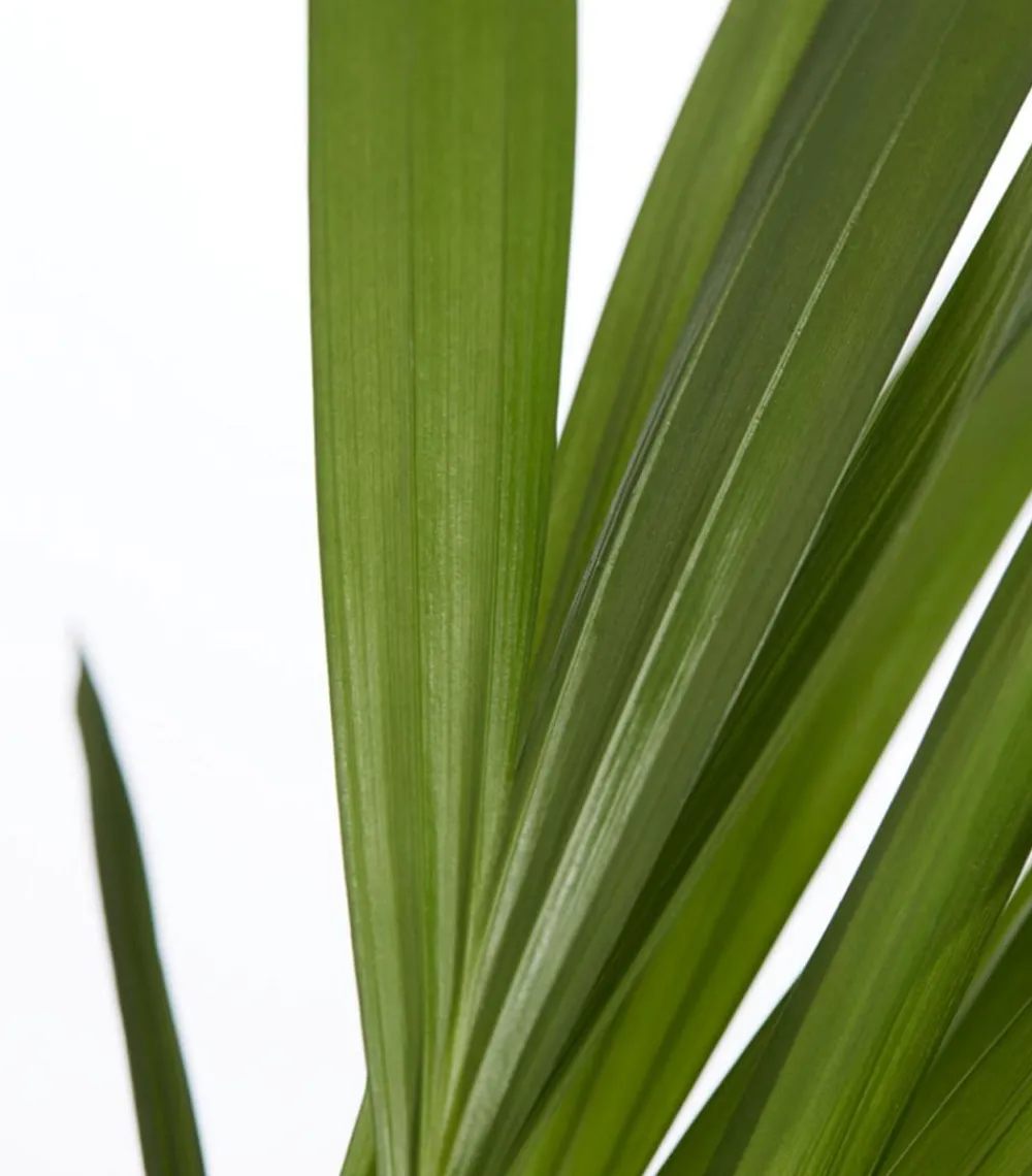 Dehner Goldfruchtpalme - Dypsis lutescens Grün Hot