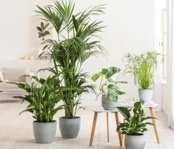 Dehner Zimmerpalmen|Grünpflanzen - Goldfruchtpalme - Dypsis lutescens Grün