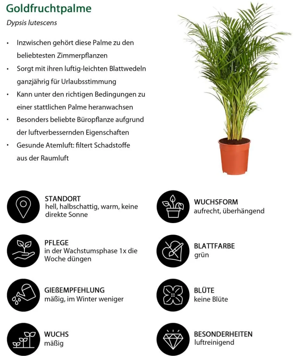 Dehner Zimmerpalmen|Grünpflanzen - Goldfruchtpalme - Dypsis lutescens Grün