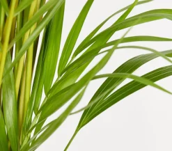 Dehner Zimmerpalmen|Grünpflanzen - Goldfruchtpalme - Dypsis lutescens Grün