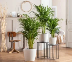 Dehner Zimmerpalmen|Grünpflanzen - Goldfruchtpalme - Dypsis lutescens Grün