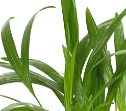 Dehner Zimmerpalmen|Grünpflanzen - Goldfruchtpalme - Dypsis lutescens Grün