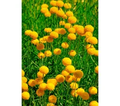 Dehner Aqua Gartenteich·Teich­­Pflanzen|Teichpflanzen > Goldknöpfchen