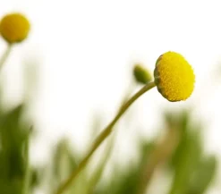 Dehner Aqua Gartenteich·Teich­­Pflanzen|Teichpflanzen > Goldknöpfchen