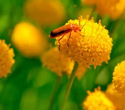 Dehner Aqua Gartenteich·Teich­­Pflanzen|Teichpflanzen > Goldknöpfchen