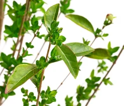 Dehner Gold-Liguster 'Aureum' Lemon Sale