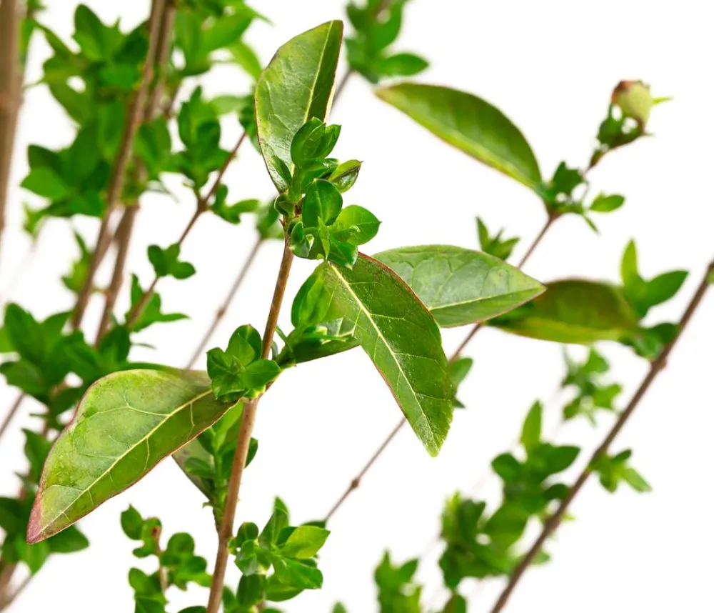 Dehner Gold-Liguster 'Aureum' Lemon Sale