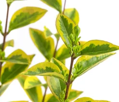 Dehner Laubgehölze|Heckenpflanzen - Gold-Liguster 'Aureum' Lemon