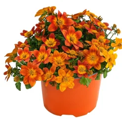 Dehner Sommerblumen - Goldmarie,