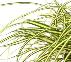 Dehner Gold-Segge 'Evergold' Outlet
