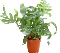 Dehner Goldtüpfelfarn - Phlebodium aureum 'Blue Star' New