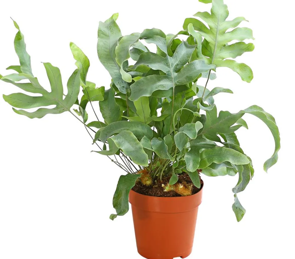 Dehner Goldtüpfelfarn - Phlebodium aureum 'Blue Star' New