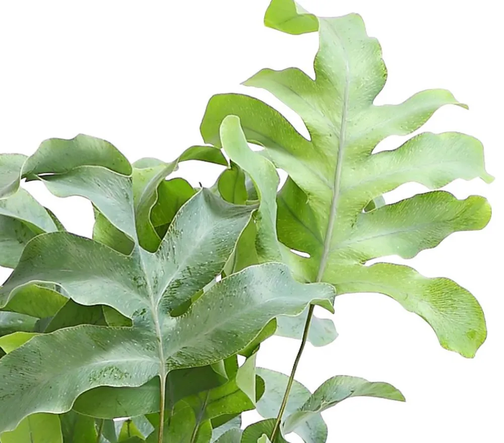Dehner Goldtüpfelfarn - Phlebodium aureum 'Blue Star' New