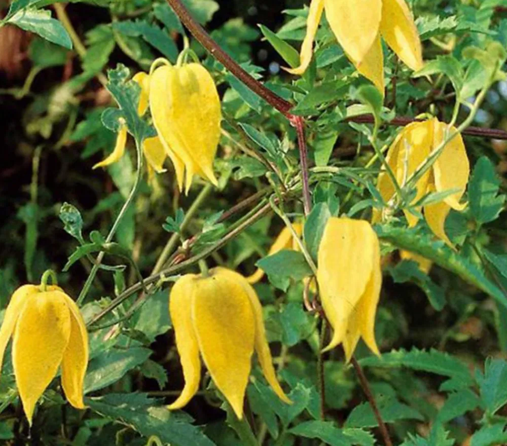 Dehner Gold-Waldrebe - Clematis, Gelb Outlet