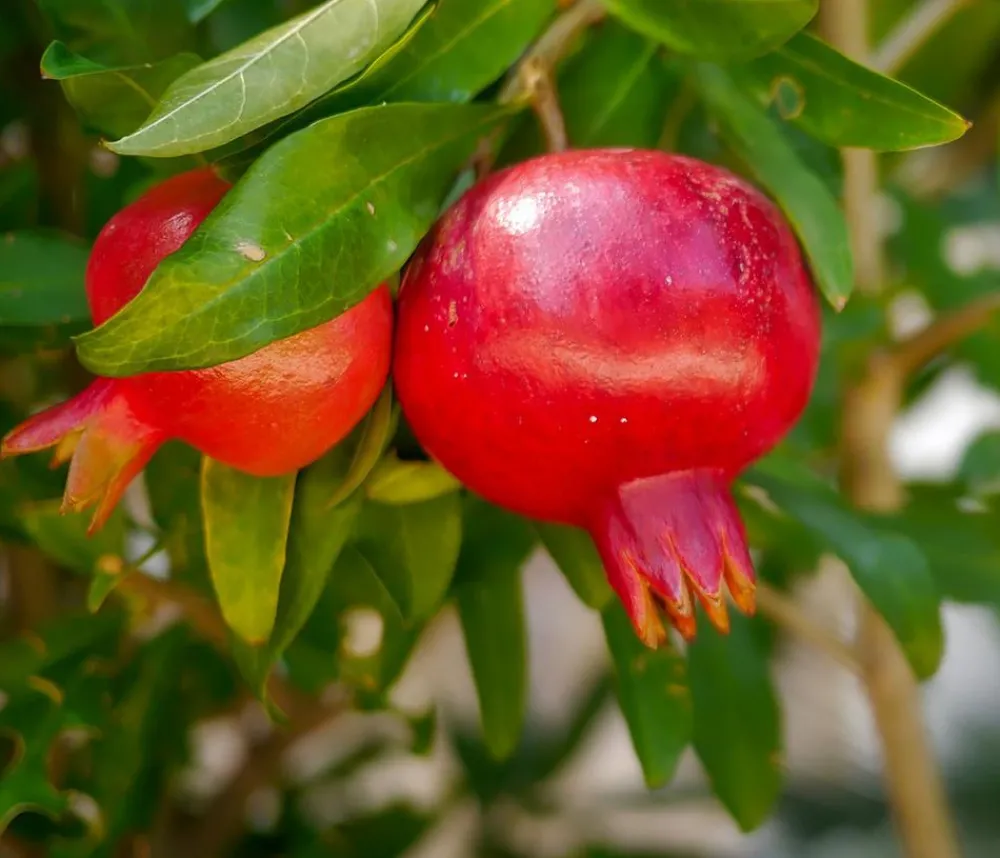 Dehner Nüsse & Besondere Obstbäume|Obstbäume > Granatapfel