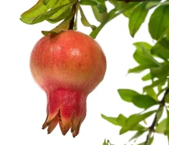 Dehner Granatapfel Rot Outlet