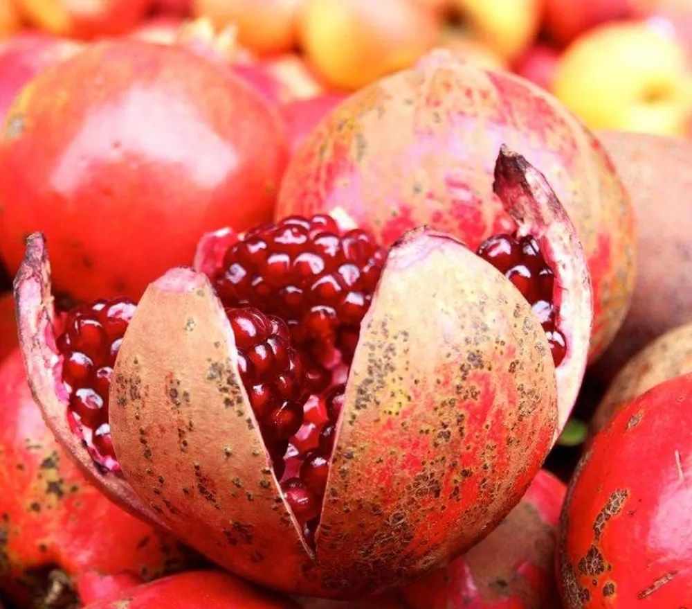 Dehner Granatapfel Rot Outlet