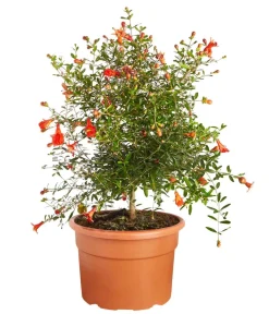 Dehner Nüsse & Besondere Obstbäume|Obstbäume - Granatapfel Rot