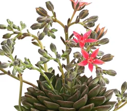 Dehner Kakteen|Sukkulenten - Graptopetalum - Graptopetalum tacitus Rosa