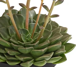 Dehner Kakteen|Sukkulenten - Graptopetalum - Graptopetalum tacitus Rosa