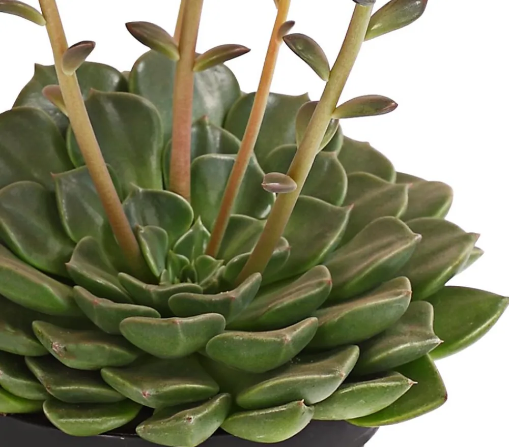Dehner Kakteen|Sukkulenten - Graptopetalum - Graptopetalum tacitus Rosa