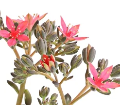 Dehner Kakteen|Sukkulenten - Graptopetalum - Graptopetalum tacitus Rosa