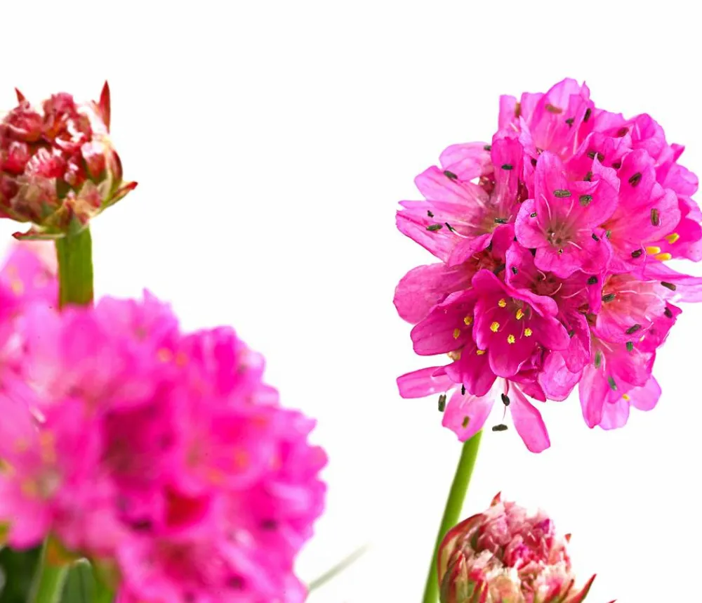 Dehner Steingartenstauden|Nelken - Grasnelke Pink
