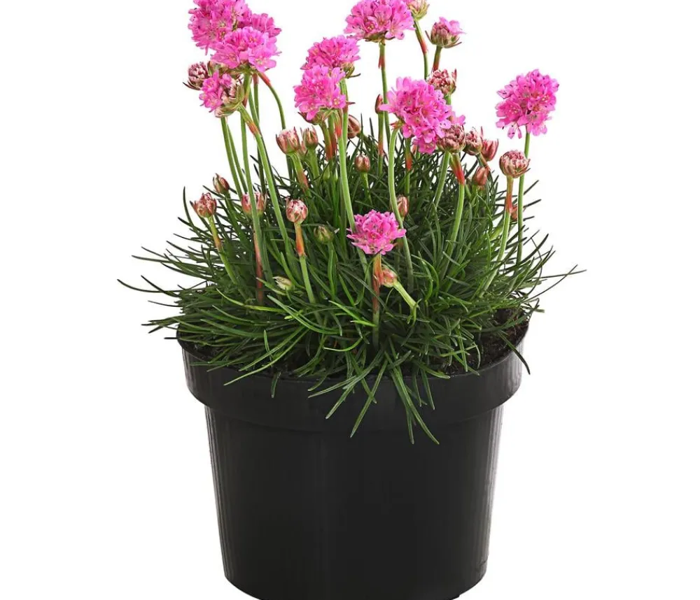 Dehner Steingartenstauden|Nelken - Grasnelke Pink
