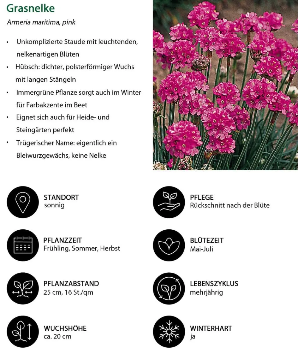 Dehner Steingartenstauden|Nelken - Grasnelke Pink