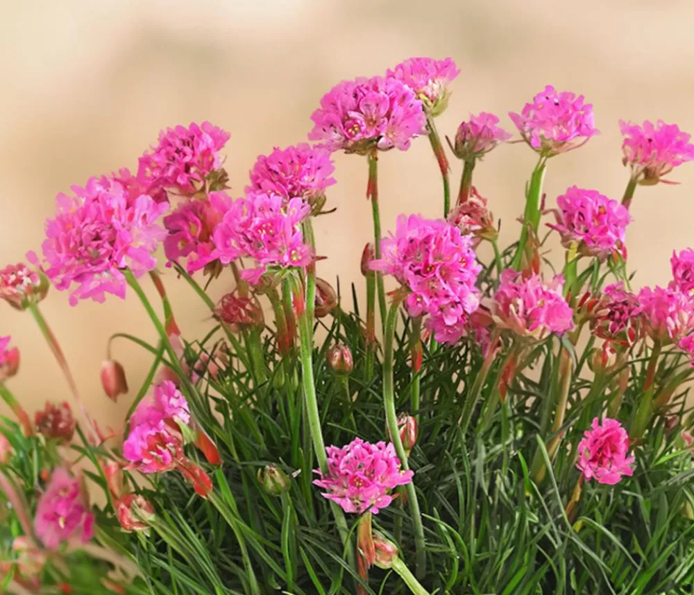 Dehner Steingartenstauden|Nelken - Grasnelke Pink