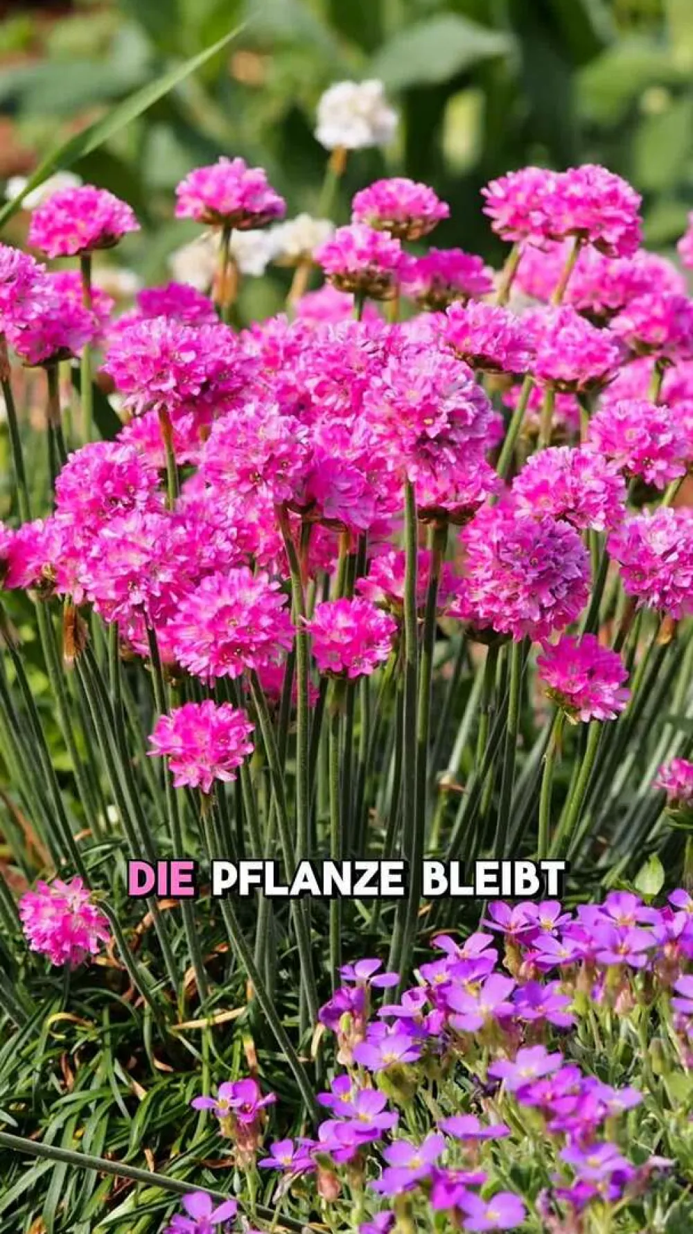 Dehner Steingartenstauden - Grasnelke 'Dreameria' Rosa