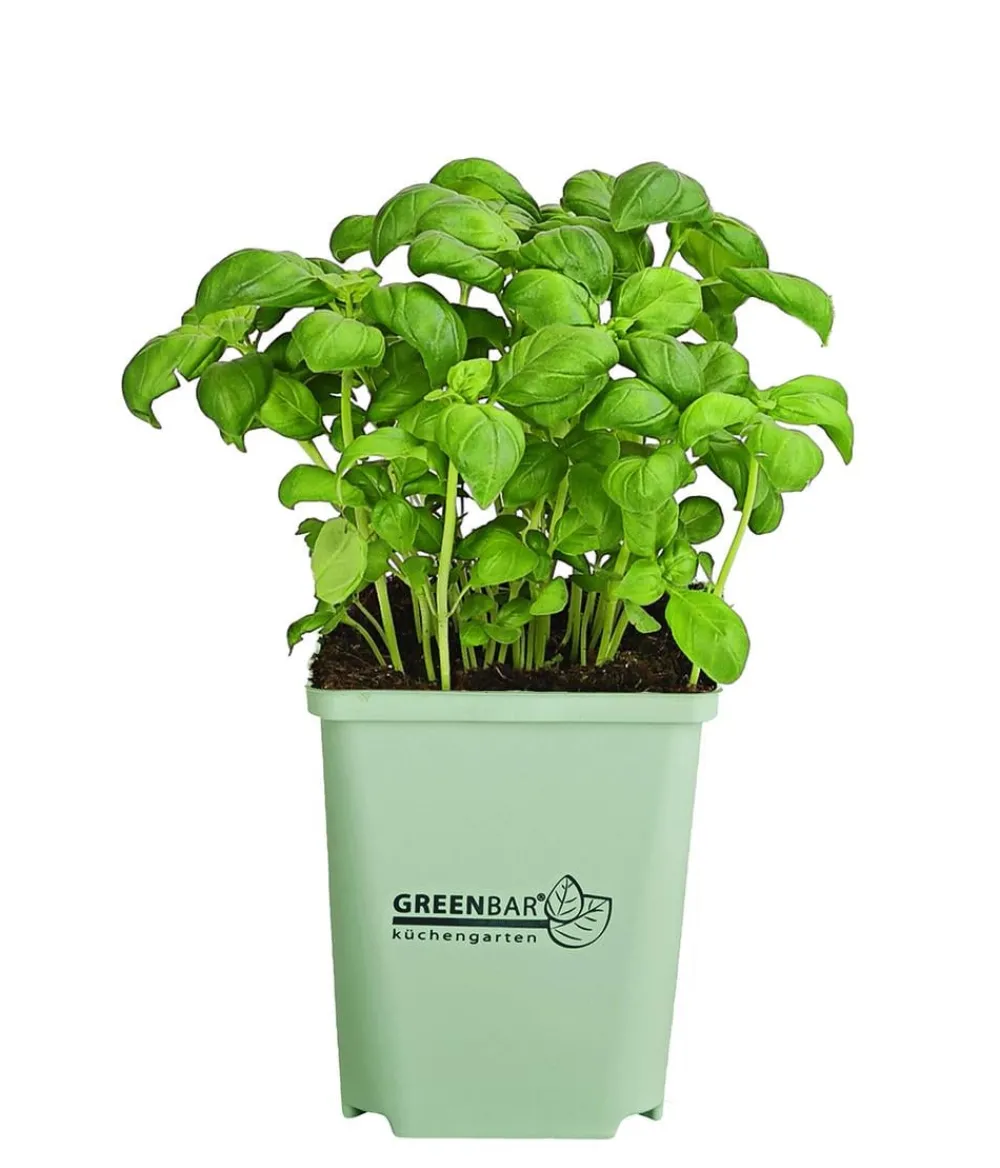 GREENBAR ® Greenbar-Kräuter|Küchenkräuter > GREENBAR® Basilikum
