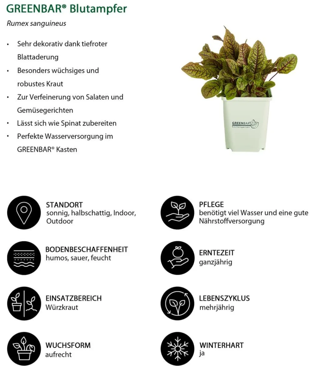 GREENBAR ® Garten- & Heilkräuter|Greenbar-Kräuter > GREENBAR® Blutampfer
