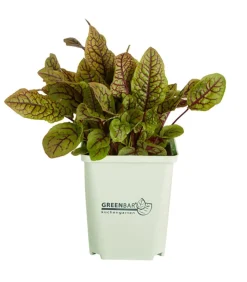 GREENBAR ® Garten- & Heilkräuter|Greenbar-Kräuter > GREENBAR® Blutampfer