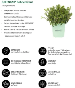 GREENBAR ® Garten- & Heilkräuter|Greenbar-Kräuter - GREENBAR® Bohnenkraut Grün