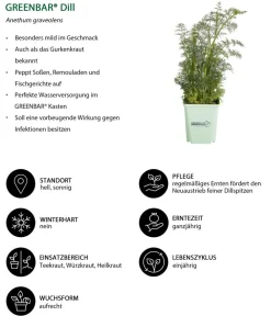 GREENBAR ® Garten- & Heilkräuter|Greenbar-Kräuter > GREENBAR® Dill