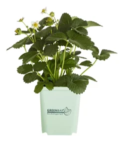 GREENBAR ® Erdbeerpflanzen - GREENBAR® Erdbeere 'Delizz' Rot